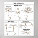 Pesquisar por neuron pósteres pôsteres Célula