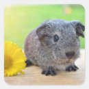 Pesquisar por porco adesivos Simples