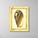 Pesquisar por vintage seashell impressão de canvas Mar