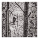 Pesquisar por preto e branco vermelho pósteres pôsteres Vida selvagem