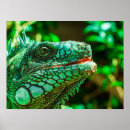Pesquisar por iguana verde pôsteres Natureza