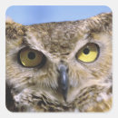 Pesquisar por aves de rapina adesivos Vida selvagem