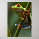 Pesquisar por répteis pósteres pôsteres Natureza