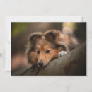 Pesquisar por pantanal cartoes Animal