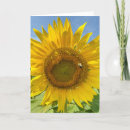 Pesquisar por sunflower fotografia Campo de girassol
