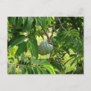 Pesquisar por canela postais postais cartoes postais Fruta