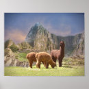 Pesquisar por alpacas pósteres pôsteres Qualquer pessoa