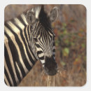 Pesquisar por kruger adesivos África do sul