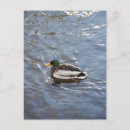 Pesquisar por duck cartoes postais Água