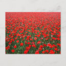 Pesquisar por papoila postais cartoes postais Campo de papoila