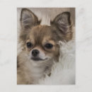 Pesquisar por cães pequenos cartoes postais Chihuahua