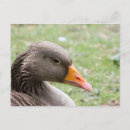 Pesquisar por pássaros aquáticos cartoes postais Ganso