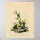 Pesquisar por faísca pósteres pôsteres Pássaro