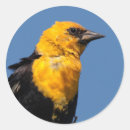 Pesquisar por pássaro amarelo adesivos Azul