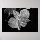 Pesquisar por das orquídeas pósteres pôsteres Dendrobium