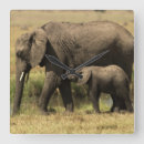 Pesquisar por elefante africano relogios de parede Vitela