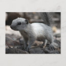 Pesquisar por leucistic Leucismo