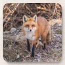 Pesquisar por raposa vermelha porta copos Animal