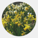 Pesquisar por branco e amarelo adesivos Primavera