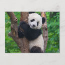 Pesquisar por eu amo pandas cartoes Qualquer pessoa
