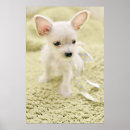 Pesquisar por maltês pôsteres Filhote de cachorro