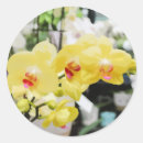 Pesquisar por flores das orquídeas Brilhante