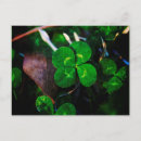 Pesquisar por camarões cartoes postais Irlanda