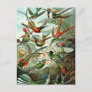 Pesquisar por haeckel de ernst cartoes postais Aves