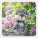 Pesquisar por schnauzer adesivos Cachorro