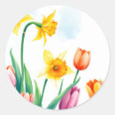 Pesquisar por daffodil adesivos Aquarela