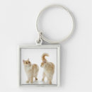 Pesquisar por gato doméstico chaveiros Humor