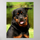 Pesquisar por rottweiler pôsteres Rottie