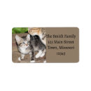 Pesquisar por do gatinho etiquetas Felino