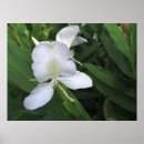 Pesquisar por flores havaianas pôsteres Qualquer pessoa