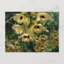 Pesquisar por orquídeas amarelas cartoes postais Orquídea amarela