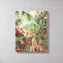 Pesquisar por arte floral impressão de canvas Ernst haeckel