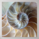 Pesquisar por escudos do mar fotografia Branco