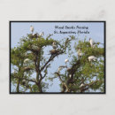 Pesquisar por cegonhas cartoes postais Aves