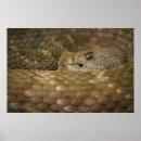 Pesquisar por cascavel pôsteres Assustador