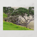 Pesquisar por new zealand cartoes postais Coast