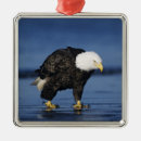 Pesquisar por eagle ornamentos Azul
