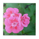 Pesquisar por com caixa de azulejos Rosa