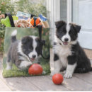 Pesquisar por border collie bolsas Preto e branco