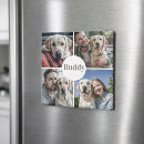 Pesquisar por gatinho imas Guardião