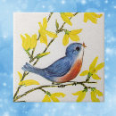 Pesquisar por passarinho azulejos Pássaro