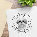 Pesquisar por shihtzus Dogs