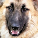 Pesquisar por german shepherd cartao de visita Gsd
