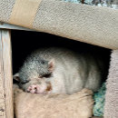 Pesquisar por bumbum grande Animais