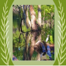 Pesquisar por arrependimento cartoes postais Pântano