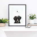 Pesquisar por paws pósteres pôsteres Dogs